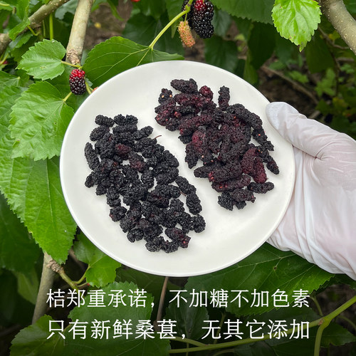晚桔 桑葚干桑椹果干 不添加支持检测 泡水喝干吃健康果干零食