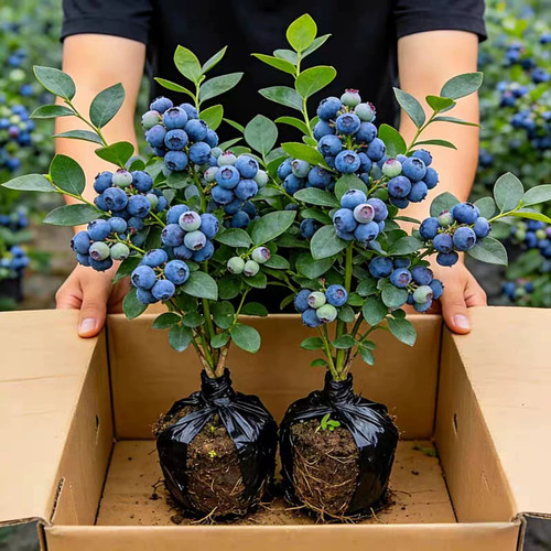 特大蓝莓树果苗带果发货南北方种植地栽耐寒热蓝莓苗阳台盆栽水果
