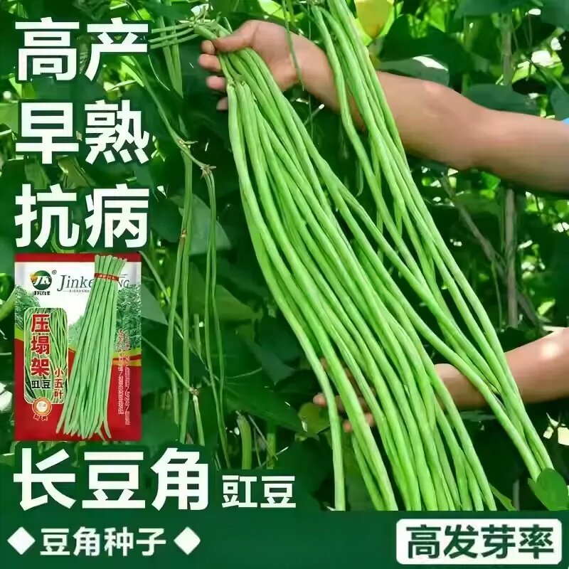 长豆角种子压塌架小五叶特长豇豆种籽庭院田园爬藤一点红蔬菜种孑图片