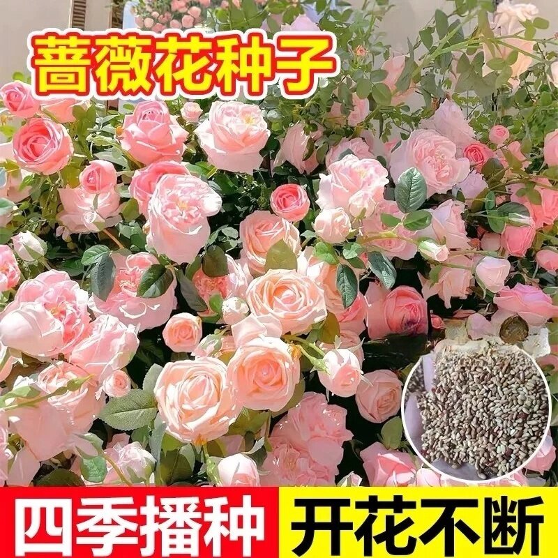 【无需牵引,直接爬墙】混色蔷薇家庭园艺种子