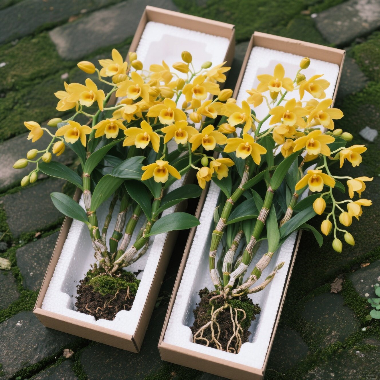 鼓槌石斛兰花苗盆栽四季种植精品泼墨石斛室内阳台花开不断花期长图片