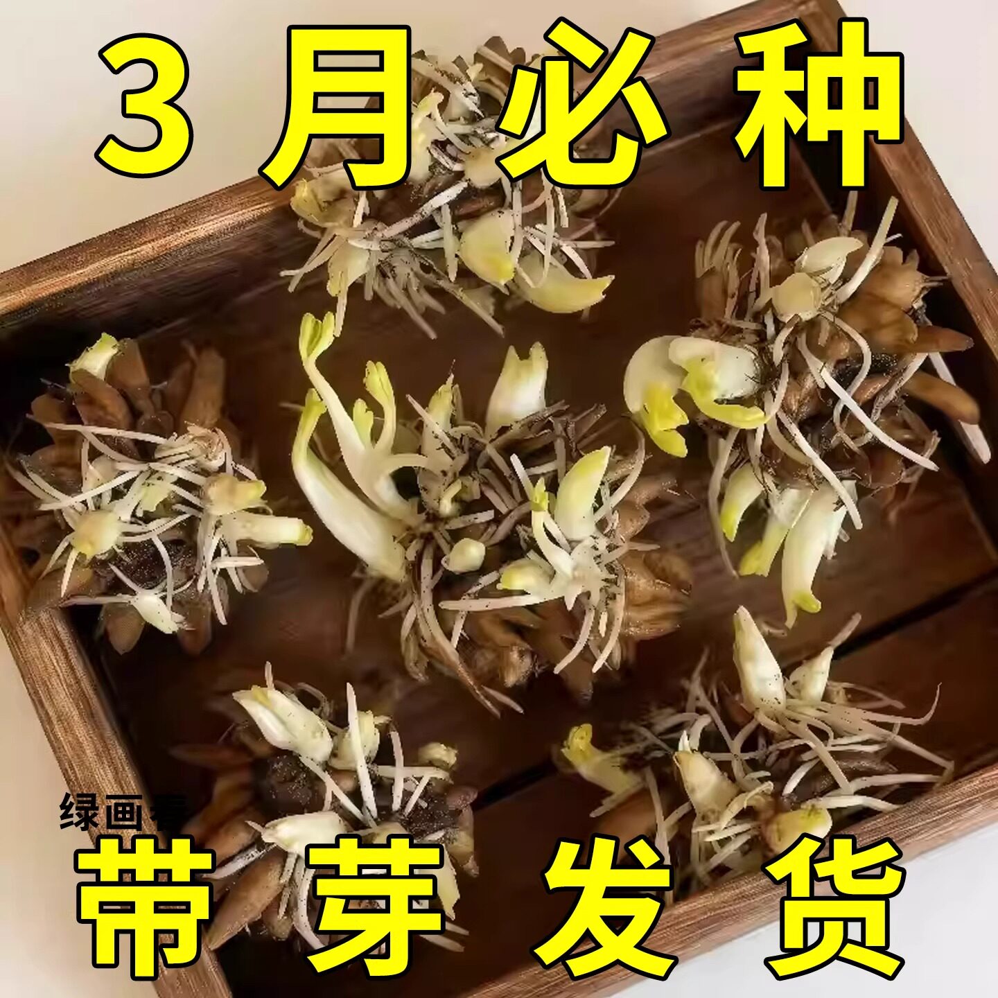 【带芽发货】正品进口重瓣花毛茛种球洋牡丹芹叶牡丹耐寒浓香花卉