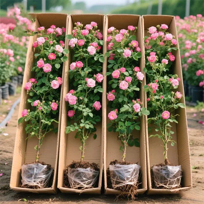 蔷薇花苗爬藤四季开花大游行藤本月季特大花浓香花卉植物庭院耐寒