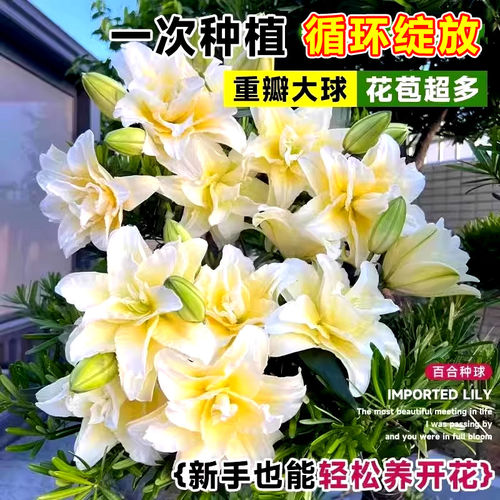 黄天霸百合种球带芽现挖多年生多季节开花浓香庭院阳台开花卉绿植