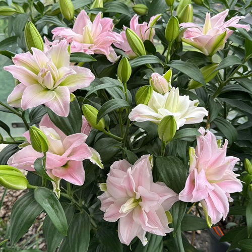 重瓣百合花种球浓香型四季种植盆栽秋香水百合庭院植物花卉种子
