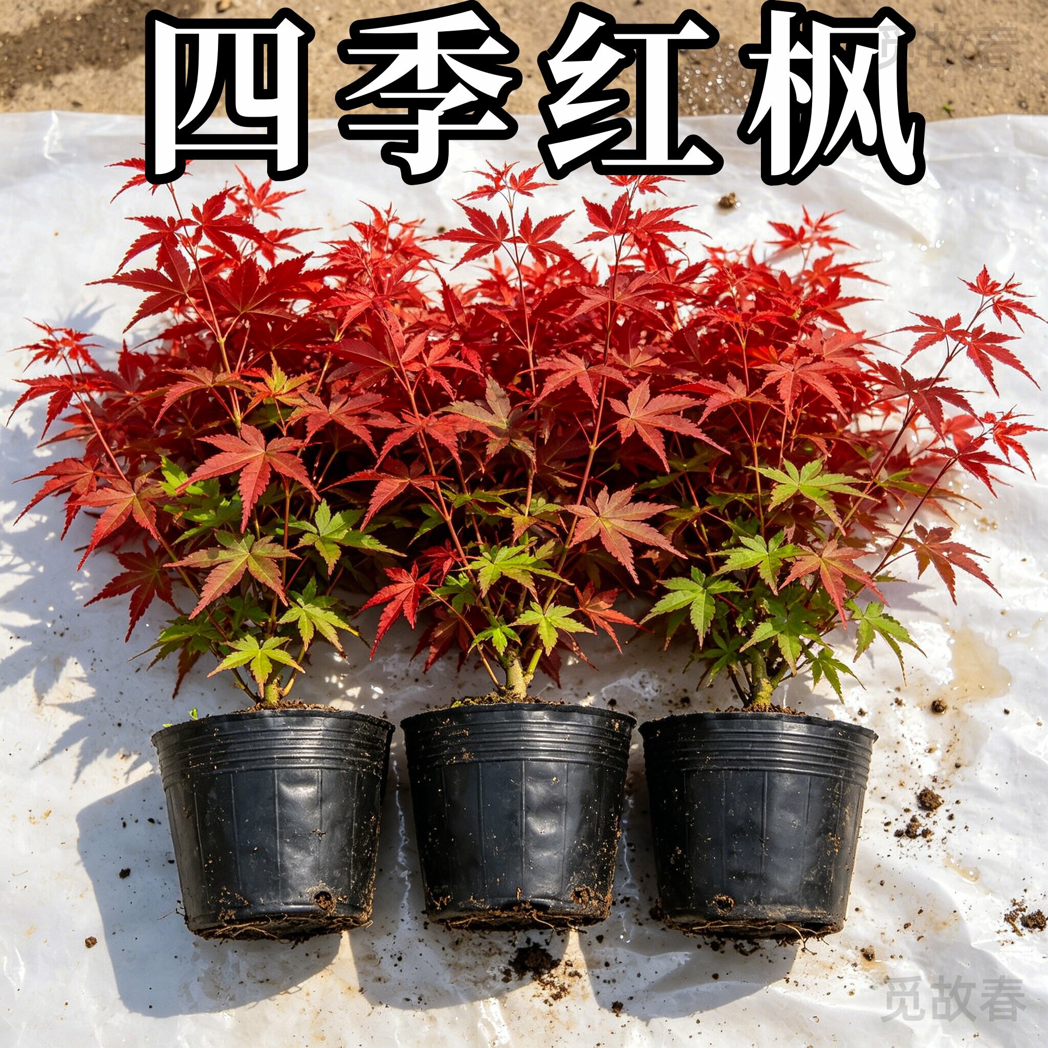 日本红枫盆景中国红枫盆栽树苗阳台室内桌面绿植物四季红舞姬好养图片
