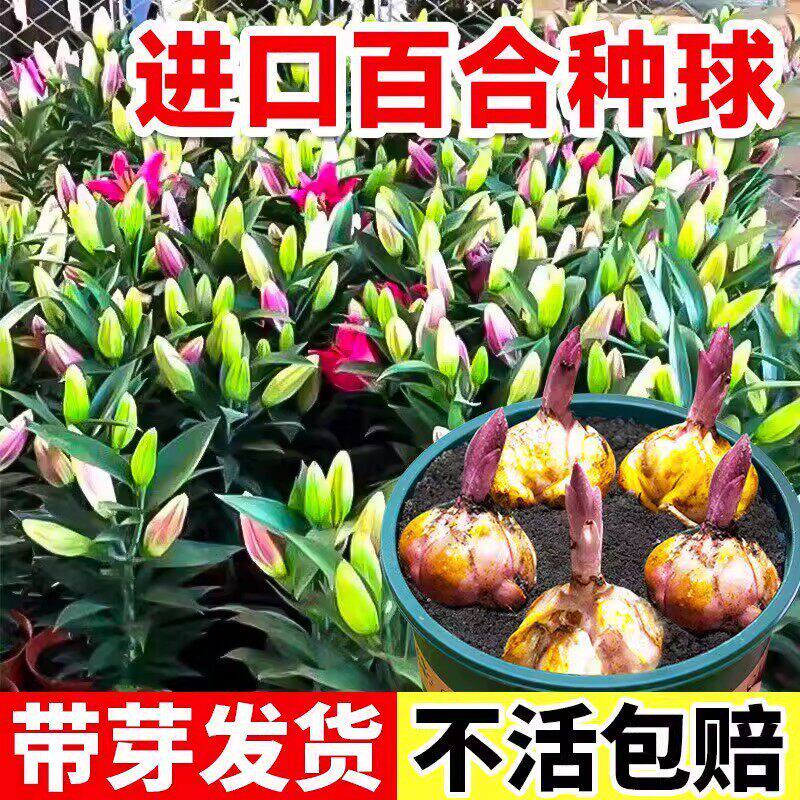 重瓣香水百合花种球室内带花苞盆栽种植苗花卉耐热鲜花绿植花苗图片