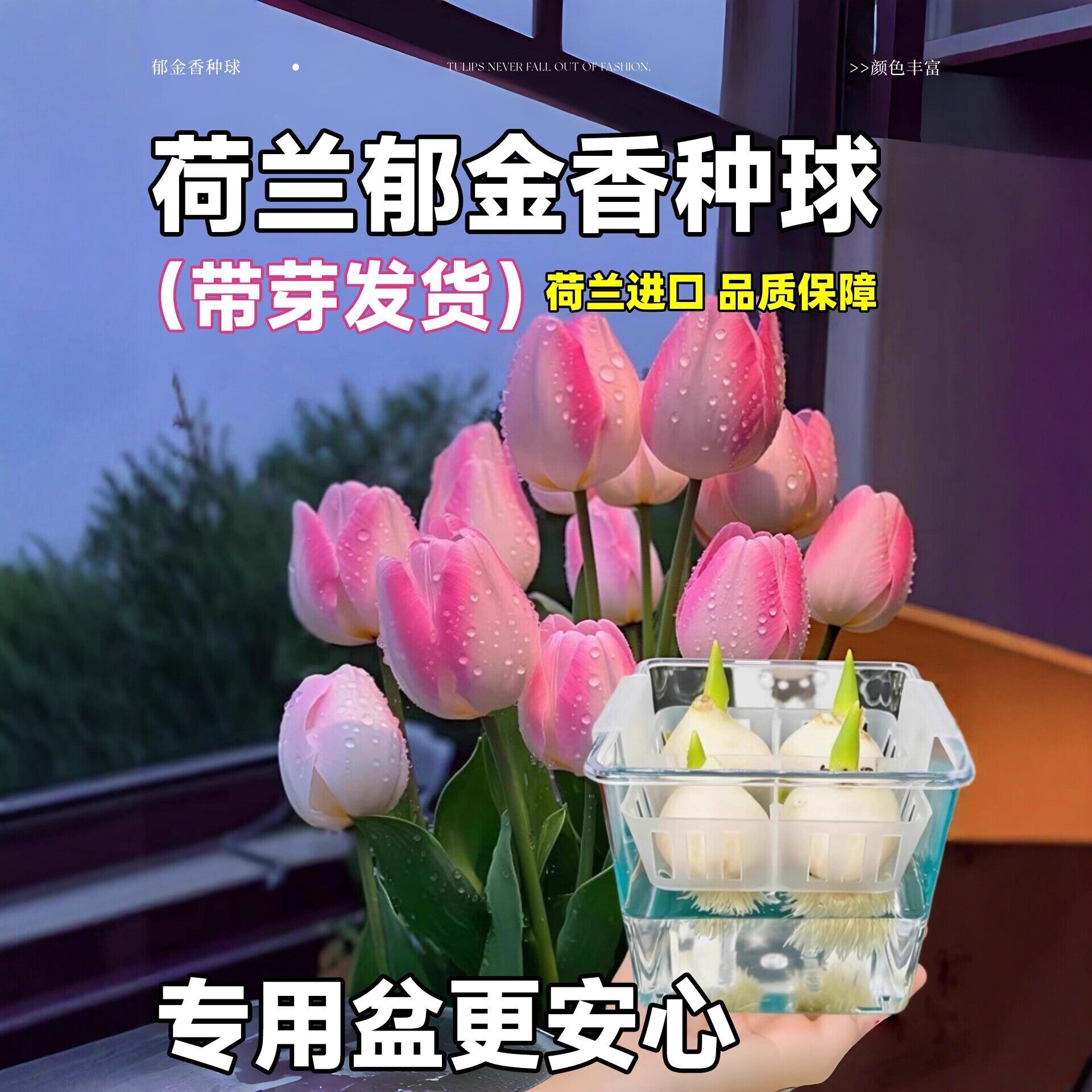 郁金香种球水培植物荷兰进口5度球桌面植物花卉种子阳台耐寒好养