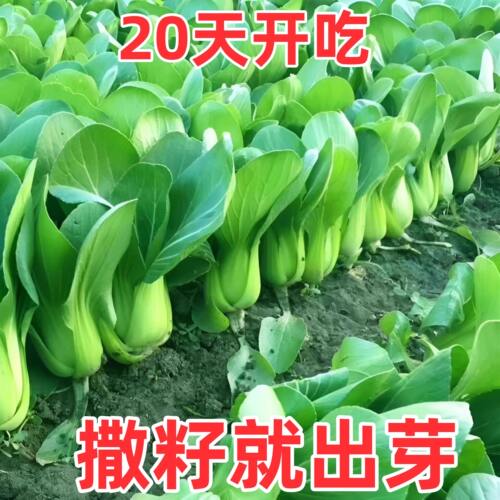 上海青种子上海抗寒抗热605小油菜青梗菜夏季耐高温新鲜蔬菜