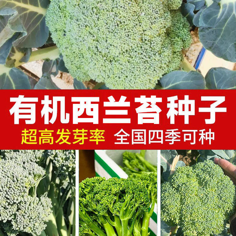 西兰苔种子芥兰种籽西兰花有机四季菜苔芥兰菜心阳台盆栽蔬菜种孑