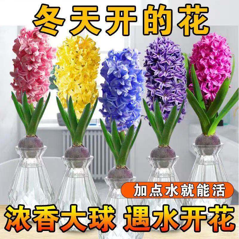 【浓香大球】荷兰进口风信子种球水培土培耐寒冬天养殖开花植物