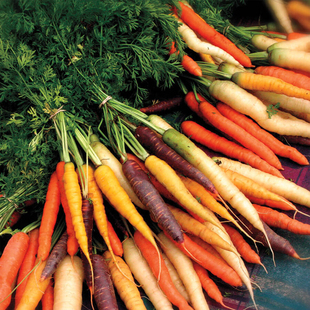 根茎蔬菜 胡萝卜种子 红萝卜 Carrot甘荀 蔬菜种子 耐寒春秋播种