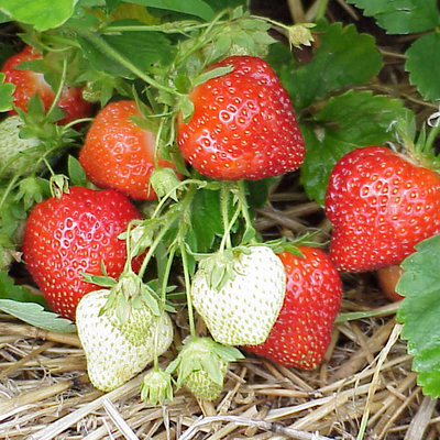 草莓种子家庭四季盆栽草莓水果