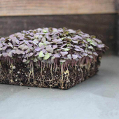 紫罗勒种子 Microgreens西餐微型蔬菜 Basil 苗菜紫叶罗勒 Purple