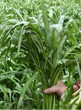 空心菜种子 蕹菜 藤藤菜 耐热夏季盆栽割茬蔬菜种籽Water Spinach