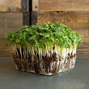 樱桃萝卜种子 苗菜微型蔬菜 Radish Champion 四季播种 蔬菜种籽