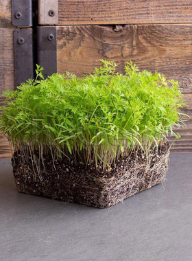 胡萝卜种子 苗菜七寸参胡萝卜 Carrot Microgreens Seeds微型蔬菜
