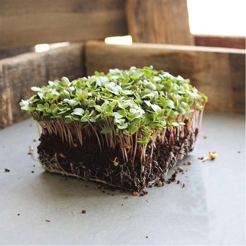 中国红萝卜种子红萝卜芽苗菜