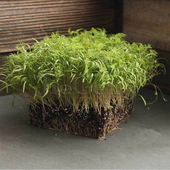 苗菜洋茴香 Dill Micro 莳萝种子 Seed香草香料 食用微型蔬菜种籽