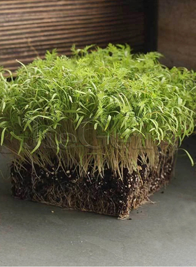 莳萝种子 苗菜洋茴香 Dill Micro Seed香草香料 食用微型蔬菜种籽