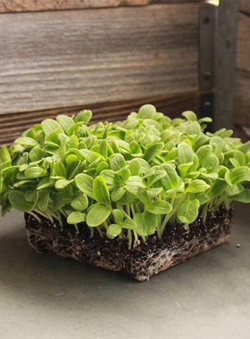 琉璃苣种子星星草黄瓜味Borage食用香草四季水培芽苗菜微型蔬菜籽