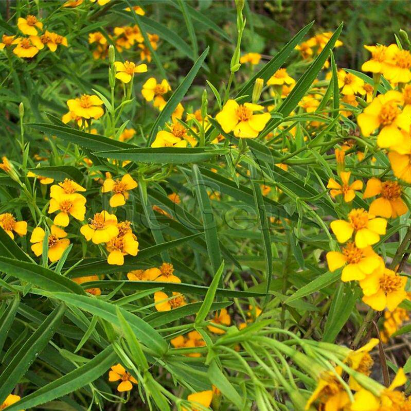 芳香万寿菊种子 甜万寿菊 香叶柠檬万寿菊 墨西哥龙蒿薄荷 驱蚊蝇