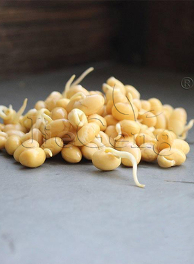 黄豆种子 非转基因大豆 豆芽菜 Soybean Sprouting Seeds Non-GMO