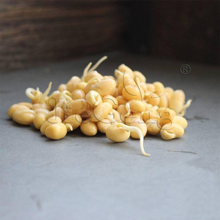 黄豆种子 非转基因大豆 豆芽菜 Soybean Sprouting Seeds Non-GMO