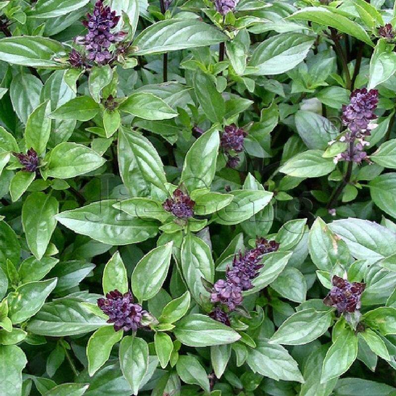 肉桂罗勒种子 桂皮罗勒 九层塔 cinnamon basil 香草香料 花种子