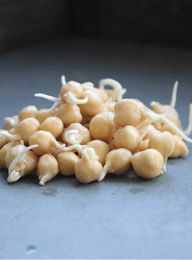 鹰嘴豆种子 鸡心豆 芽菜 微型蔬菜Garbanzo Bean Sprouting Seeds