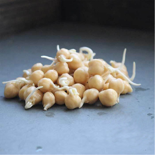鹰嘴豆种子鸡心豆芽菜微型蔬菜