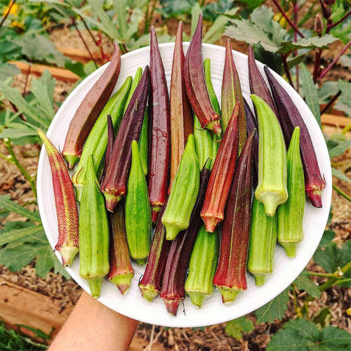 秋葵种子羊角菜春播夏季蔬菜
