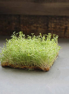 芹菜种子 三叶香 香芹西芹芽苗菜摆盘微型蔬菜黄心芹Celery Micro