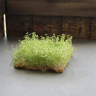 芹菜种子三叶香芽苗菜摆盘凉菜