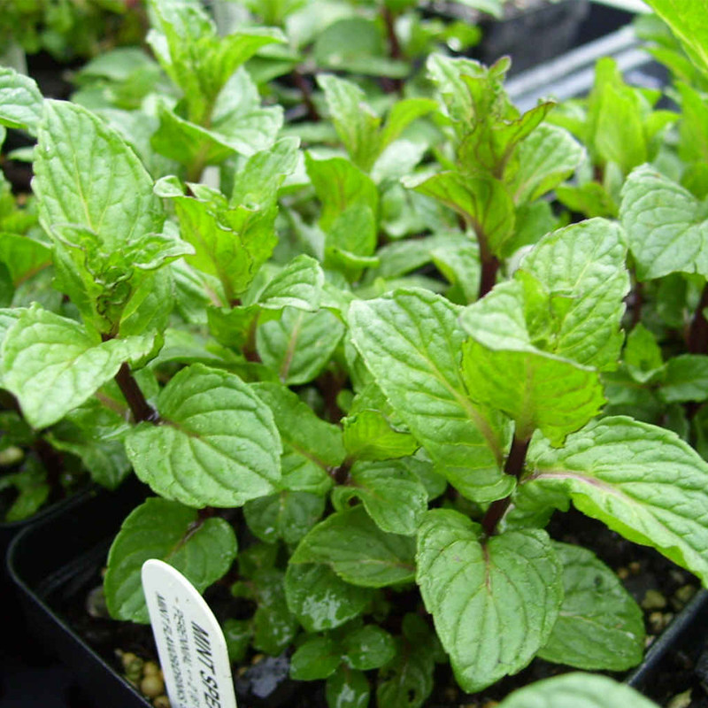薄荷种子留兰香荷兰薄荷Mint图片