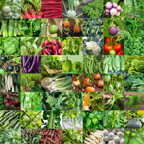 蔬菜种子蔬菜瓜果菜园盆栽种子