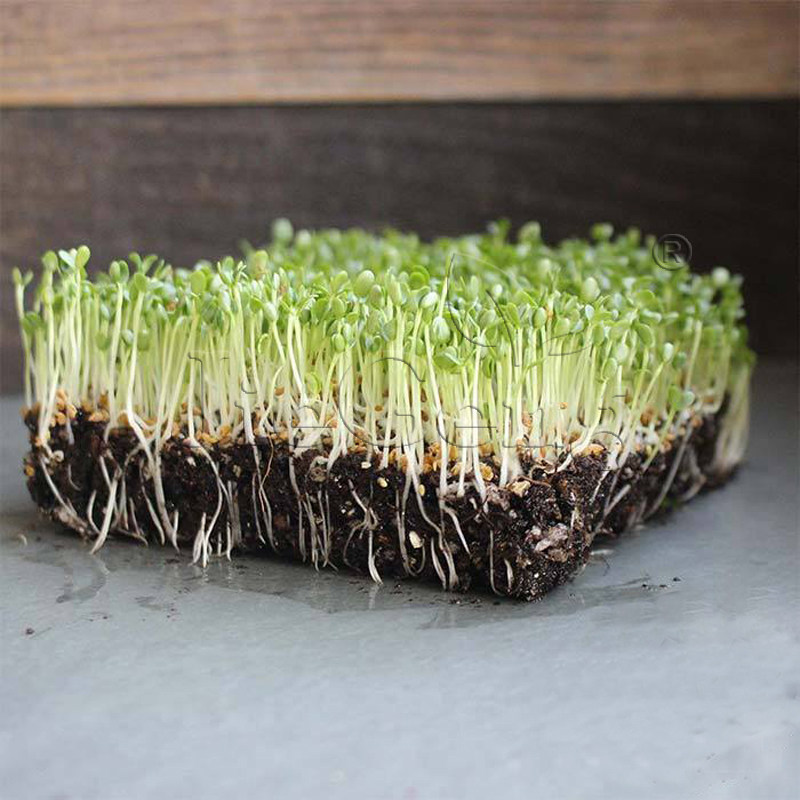 红花三叶草种子 红车轴草 红花苜蓿 芽苗菜clover red micro seed