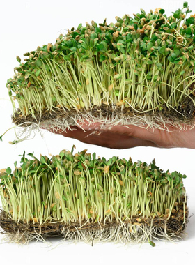 亚麻种子 芽苗菜非转基因亚麻籽水培微型蔬菜 FlaxSeed Sprouting