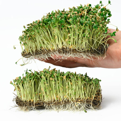 亚麻籽水培芽苗菜微型蔬菜