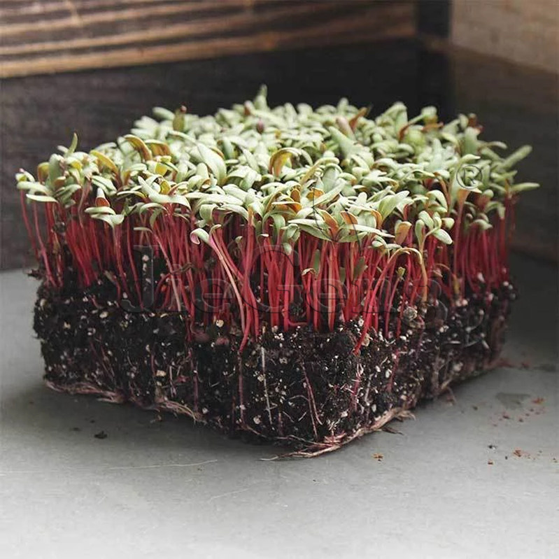 甜菜种子 芽苗菜 swisschard seeds牛皮菜 红梗苗莙荙菜食用摆盘