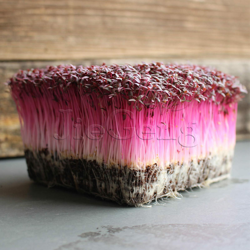 火红苗种子 斯卡纳安曼红苗 红苋菜 微型蔬菜red garnet amaranth