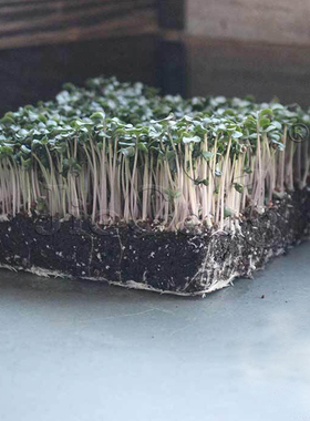 花菜种子 白菜花花椰菜 芽苗菜 微型蔬菜Cauliflower Micro Seed