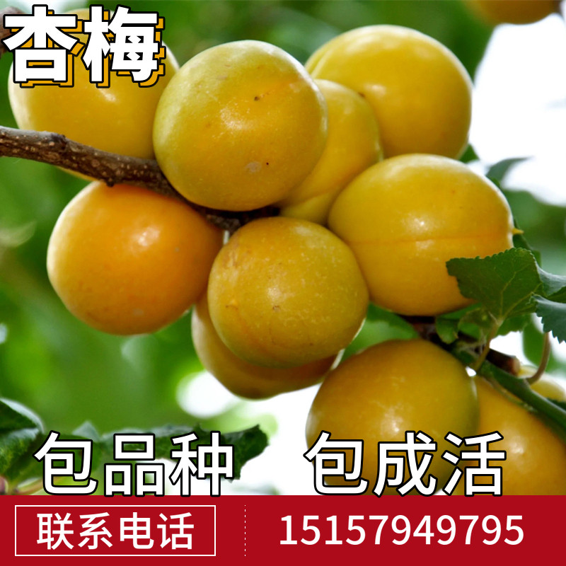 杏梅树南北方地栽种植特大杏树果苗盆栽嫁接杏子苗树活苗当年结果