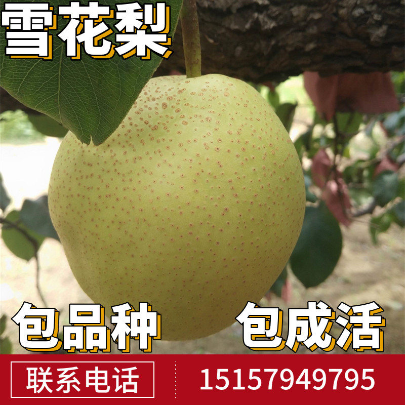 雪花梨苗梨树果苗南北方庭院地栽特大果树阳台盆栽嫁接当年结果