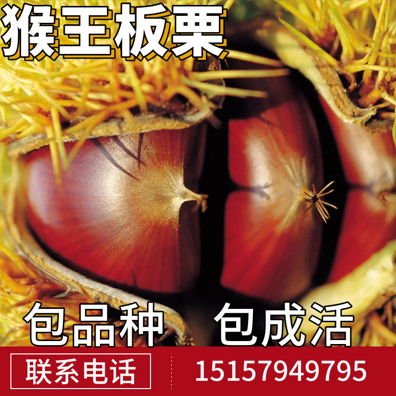 猴王板栗树苗南北方庭院地栽种植大果树盆栽板栗树嫁接苗当年结果