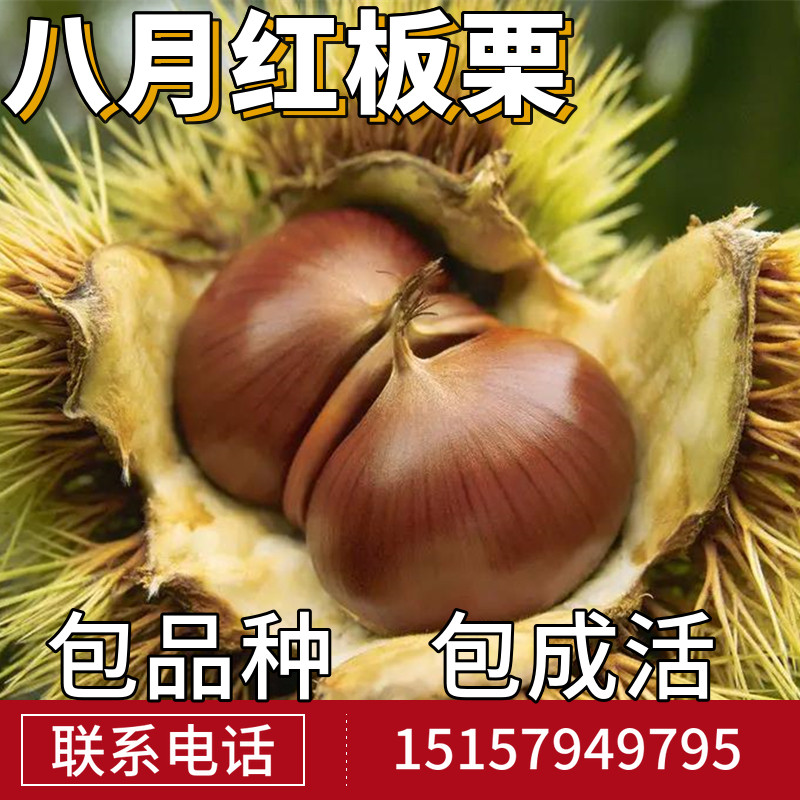 八月红板栗树苗南北方庭院地栽种植果树盆栽板栗树嫁接苗当年结果