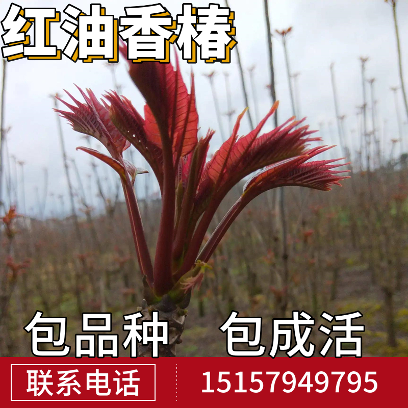 红油香椿苗南北方地栽种植食用香椿苗盆栽四季椿芽菜蔬菜香椿树苗