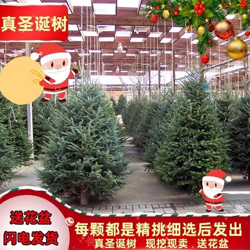 真的圣诞树真树大型小型2025新款家用云杉盆栽真正活的松树诺贝松