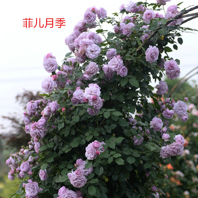 大苗藤本月季花苗庭院植物盆栽