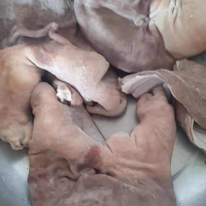 寿乡如皋半熟焯水猪肚新鲜猪内脏煲汤红烧都好吃